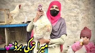 پرندوں کا سردی سے بُرا حال 🙂