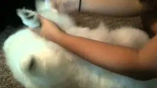 Keeping Lily fluffy