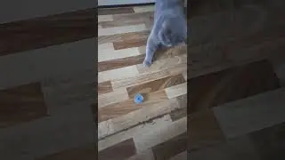 #котик#менякострировали#блейдбол
