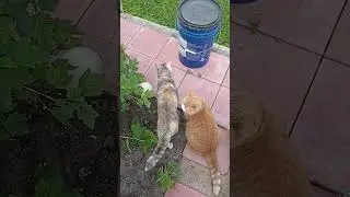 Кошки знакомятся.
