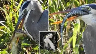 Devouring Gator