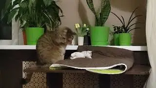 Трехлапый кот Финдус укладывается спать