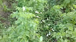 Мой картофель на 9июля