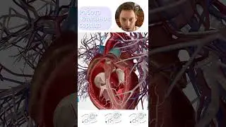 Работа клапанов сердца #shorts #анатомиячеловека #анатомиясердца #биологияЕГЭ #сердце