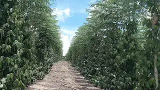 Nossa pimenta plantada na moringa ta muito grande