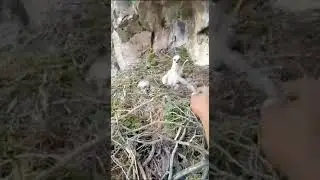 Burgut jo'jasi🦅 - Орёл цыплёнок🦅