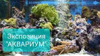 Экспозиция 