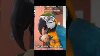 Parrot eats walnuts #parrots  #enclosure #birds #aviary