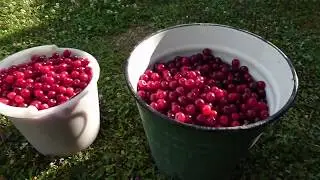 298. Урожай вишни.