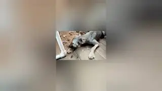 Постигли и простерилили  Тосю 