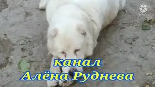 Замазываем последние дырочки. Штукатурим щели.