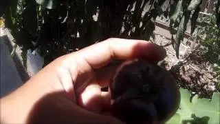 black krim - First time growing
