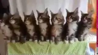 Kedilerin Şarkıyla Müthiş Uyumu
