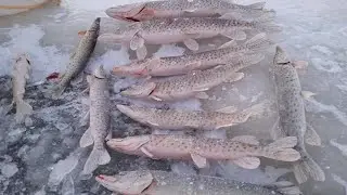 Рыбалка на Амуре на хапугу (хлопок) зимой. Ловля щуки