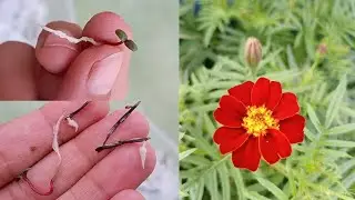How To Grow Marigold From Seeds ( with full updates )