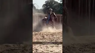 Man Struggles to Rope Calf Out of Box - 1522273