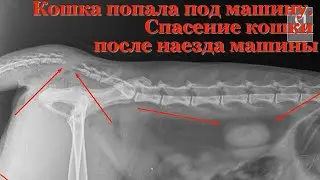 Кошка попала под машину. Спасение кошки после наезда машины