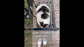найди кота