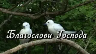 Славь душа Господа. Имя Святое Его. Пой Ему как никогда, пой душа. Благослови Господа.