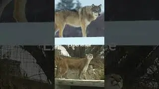 Northwestern Wolf vs North American Cougar 