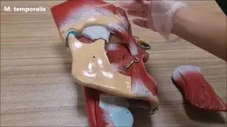 Çiğneme kasları anatomisi