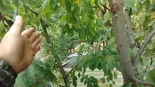 Дерево спустя два года после летней обрезки . Понижаю ещё.