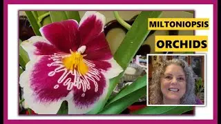 ORCHIDS FROM THE GROCERY STORE, MILTONIOPSIS ORCHIDS, WHAT A BEAUTIFUL ORCHID