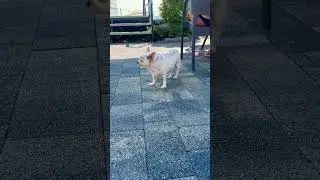Вот такие в Адлере собачки 🤣❤️