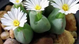 LITOPSIS  /  ЛИТОПС  /  КОМНАТНОЕ  РАСТЕНИЕ