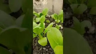 sayur pakcoi