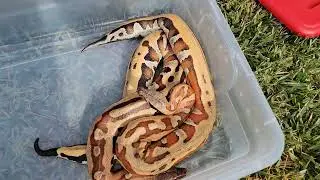 Fresh Sheds on a few holdbacks