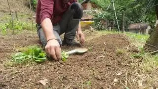 trapianto erbette nate spontaneamente dal compost, connessione con Madre Natura