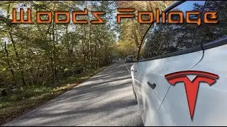 Woods Foliage while driving my Tesla Model Y!