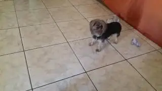 Brincando