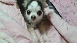간식 안준다고 꼬장피는 동끙이 살림살이 남아나질 않네요 😂