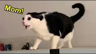 These Cats Speak English Better Than Hooman! 😹