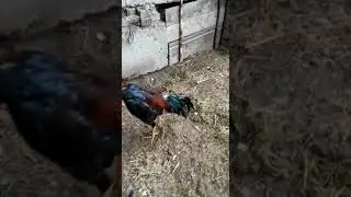 Каспийск Шамо