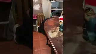Cómo fumigar para cucarachas y chinches