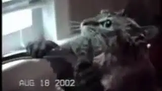 Russian Cat - Koshka Compilation