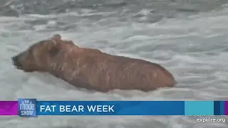 Fat Bear Week 2021