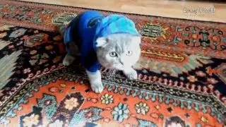 Приколы с котами и кошками — КОТЫ ПРИКОЛЫ 2017 | Смешные коты и кошки 2017
