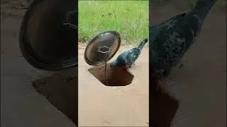Really Best Bird Trap #shorts #shortvideo