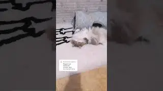 Кошачье приветствие, поцелуй, объятие. Все в одну минуту😂 #котовасенька #интересноеокошках