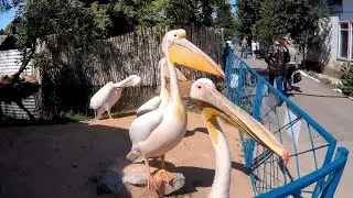 Зоопарк м. Мена