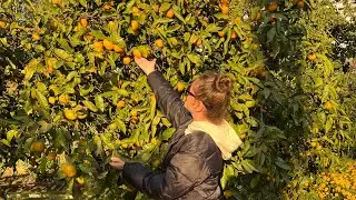 🍂ОСЕНЬ В СОЧИ🍂, САД-МУЗЕЙ ДЕРЕВО ДРУЖБЫ СОЧИ