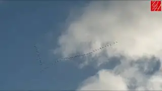04.10.2020 — Клинья птиц над Углегорским районом