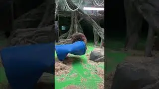 Разбушевался