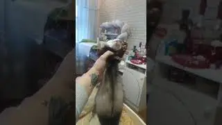 как разбудить хорька?!