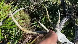 Sambar stag dead head pick up