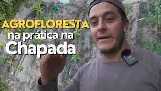 Adventure in Chapada dos Veadeiros: Visiting a Pineapple Agroforestry